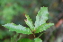  (Quercus laurina - AVM35)  @11 [ ] CreativeCommons - Attribution Non-Commercial Share-Alike (2019) Rafael F. del Castillo Instituto Politécnico Nacional