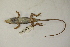  (Anolis carolinensis - MCZ Herp R-182971)  @11 [ ] CreativeCommons - Attribution (2013) Unspecified Centre for Biodiversity Genomics