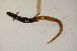  (Plestiodon egregius - MCZ Herp R-44754)  @11 [ ] CreativeCommons - Attribution (2013) Unspecified Centre for Biodiversity Genomics