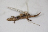  (Sphaerodactylus notatus - MCZ Herp R-171500)  @11 [ ] CreativeCommons - Attribution (2013) Unspecified Centre for Biodiversity Genomics