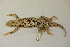  ( - MCZ Herp R-62415)  @11 [ ] CreativeCommons - Attribution (2013) Unspecified Centre for Biodiversity Genomics