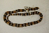  ( - MCZ Herp R-177904)  @11 [ ] CreativeCommons - Attribution (2013) Unspecified Centre for Biodiversity Genomics