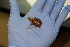  ( - MCZ Herp R-16512)  @11 [ ] CreativeCommons - Attribution (2013) Unspecified Centre for Biodiversity Genomics