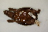  ( - MCZ Herp R-79040)  @11 [ ] CreativeCommons - Attribution (2013) Unspecified Centre for Biodiversity Genomics