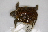  (Deirochelyinae - MCZ Herp R-172265)  @11 [ ] CreativeCommons - Attribution (2013) Unspecified Centre for Biodiversity Genomics