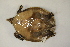  ( - MCZ Herp R-65357)  @11 [ ] CreativeCommons - Attribution (2013) Unspecified Centre for Biodiversity Genomics