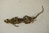  ( - MCZ Herp R-126855)  @11 [ ] CreativeCommons - Attribution (2013) Unspecified Centre for Biodiversity Genomics