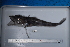  (Chionodraco myersi - si210n1617)  @13 [ ] Copyright (2008) MNHN-CEAMARC Muséum national d'Histoire naturelle, CEAMARC