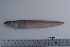  (Pachycara brachycephalum - si264n2031)  @12 [ ] Copyright (2008) MNHN-CEAMARC Muséum national d'Histoire naturelle, CEAMARC