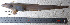 (Lycenchelys aratrirostris - si412n2756)  @13 [ ] Copyright (2008) MNHN-CEAMARC Muséum national d'Histoire naturelle, CEAMARC