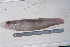  (Muraenolepididae - si505n3433)  @13 [ ] Copyright (2008) MNHN-CEAMARC Muséum national d'Histoire naturelle, CEAMARC