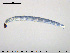  (Cardiocladius capucinus - EBAI-Ch115)  @11 [ ] CreativeCommons - Attribution Non-Commercial Share-Alike (2016) NTNU University Museum, Department of Natural History NTNU University Museum, Department of Natural History