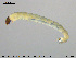  ( - EBAI-Ch119)  @11 [ ] CreativeCommons - Attribution Non-Commercial Share-Alike (2016) NTNU University Museum, Department of Natural History NTNU University Museum, Department of Natural History