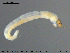  (Thienemanniella sp. 4TE - EBAI-Ch020)  @12 [ ] CreativeCommons - Attribution Non-Commercial Share-Alike (2016) NTNU University Museum, Department of Natural History NTNU University Museum, Department of Natural History