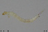  (Epoicocladius ephemerae - EBAI-Ch285)  @11 [ ] Creative Commons  Attribution Non-Commercial Share-Alike (2021) NTNU University Museum, Department of Natural History NTNU University Museum, Department of Natural History