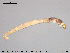  ( - EBAI-Ch077)  @11 [ ] CreativeCommons - Attribution Non-Commercial Share-Alike (2016) NTNU University Museum, Department of Natural History NTNU University Museum, Department of Natural History