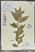  (Glochidion - Ge02012)  @11 [ ] CreativeCommons  Attribution Non-Commercial Share-Alike  Unspecified Herbarium of South China Botanical Garden