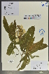  (Hydrangea davidii - Ge02015)  @11 [ ] CreativeCommons  Attribution Non-Commercial Share-Alike  Unspecified Herbarium of South China Botanical Garden