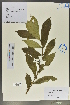  (Ficus gasparriniana - Ge02019)  @11 [ ] CreativeCommons  Attribution Non-Commercial Share-Alike  Unspecified Herbarium of South China Botanical Garden