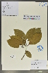  (Cinnamomum bodinieri - Ge02021)  @11 [ ] CreativeCommons  Attribution Non-Commercial Share-Alike  Unspecified Herbarium of South China Botanical Garden