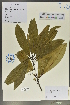  (Litsea subcoriacea - Ge02023)  @11 [ ] CreativeCommons  Attribution Non-Commercial Share-Alike  Unspecified Herbarium of South China Botanical Garden