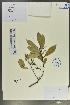  (Stachyuraceae - Ge02025)  @11 [ ] CreativeCommons  Attribution Non-Commercial Share-Alike  Unspecified Herbarium of South China Botanical Garden