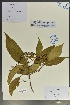  (Viburnum brevitubum - Ge02029)  @11 [ ] CreativeCommons  Attribution Non-Commercial Share-Alike  Unspecified Herbarium of South China Botanical Garden