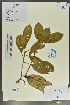  ( - Ge02032)  @11 [ ] CreativeCommons  Attribution Non-Commercial Share-Alike  Unspecified Herbarium of South China Botanical Garden