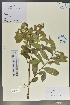  (Glochidion coccineum - Ge02038)  @11 [ ] CreativeCommons  Attribution Non-Commercial Share-Alike  Unspecified Herbarium of South China Botanical Garden