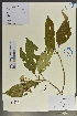  (Viburnum cylindricum - Ge02039)  @11 [ ] CreativeCommons  Attribution Non-Commercial Share-Alike  Unspecified Herbarium of South China Botanical Garden