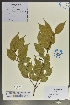  (Lindera supracostata - Ge02047)  @11 [ ] CreativeCommons  Attribution Non-Commercial Share-Alike  Unspecified Herbarium of South China Botanical Garden
