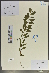  (Leptopus - Ge02049)  @11 [ ] CreativeCommons  Attribution Non-Commercial Share-Alike  Unspecified Herbarium of South China Botanical Garden