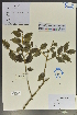  (Ilex bioritsensis - Ge02054)  @11 [ ] CreativeCommons  Attribution Non-Commercial Share-Alike  Unspecified Herbarium of South China Botanical Garden