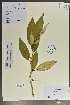  (Elaeagnus difficilis - Ge02060)  @11 [ ] CreativeCommons  Attribution Non-Commercial Share-Alike  Unspecified Herbarium of South China Botanical Garden