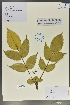  (Mahonia polyodonta - Ge02061)  @11 [ ] CreativeCommons  Attribution Non-Commercial Share-Alike  Unspecified Herbarium of South China Botanical Garden