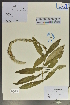  ( - Ge02067)  @11 [ ] CreativeCommons  Attribution Non-Commercial Share-Alike  Unspecified Herbarium of South China Botanical Garden