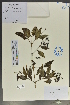  (Ligustrum pricei - Ge02070)  @11 [ ] CreativeCommons  Attribution Non-Commercial Share-Alike  Unspecified Herbarium of South China Botanical Garden