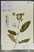  ( - Ge02071)  @11 [ ] CreativeCommons  Attribution Non-Commercial Share-Alike  Unspecified Herbarium of South China Botanical Garden