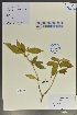  (Polygala caudata - Ge02073)  @11 [ ] CreativeCommons  Attribution Non-Commercial Share-Alike  Unspecified Herbarium of South China Botanical Garden