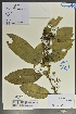  (Rhamnus coriophylla - Ge02075)  @11 [ ] CreativeCommons  Attribution Non-Commercial Share-Alike  Unspecified Herbarium of South China Botanical Garden