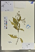  ( - Ge02076)  @11 [ ] CreativeCommons  Attribution Non-Commercial Share-Alike  Unspecified Herbarium of South China Botanical Garden