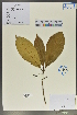  (Viburnum urceolatum - Ge02077)  @11 [ ] CreativeCommons  Attribution Non-Commercial Share-Alike  Unspecified Herbarium of South China Botanical Garden