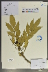  (Mahonia eurybracteata - Ge02079)  @11 [ ] CreativeCommons  Attribution Non-Commercial Share-Alike  Unspecified Herbarium of South China Botanical Garden