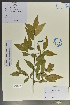  (Myrsine - Ge02080)  @11 [ ] CreativeCommons  Attribution Non-Commercial Share-Alike  Unspecified Herbarium of South China Botanical Garden