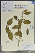  (Lindera floribunda - Ge02087)  @11 [ ] CreativeCommons  Attribution Non-Commercial Share-Alike  Unspecified Herbarium of South China Botanical Garden