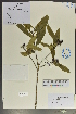  ( - Ge02089)  @11 [ ] CreativeCommons  Attribution Non-Commercial Share-Alike  Unspecified Herbarium of South China Botanical Garden