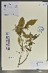  (Phoebe hui - Ge02093)  @11 [ ] CreativeCommons  Attribution Non-Commercial Share-Alike  Unspecified Herbarium of South China Botanical Garden