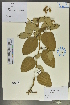  ( - Ge02101)  @11 [ ] CreativeCommons  Attribution Non-Commercial Share-Alike  Unspecified Herbarium of South China Botanical Garden
