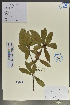  (Ficus ischnopoda - Ge02118)  @11 [ ] CreativeCommons  Attribution Non-Commercial Share-Alike  Unspecified Herbarium of South China Botanical Garden