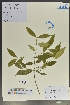  (Euonymus dielsianus - Ge02120)  @11 [ ] CreativeCommons  Attribution Non-Commercial Share-Alike  Unspecified Herbarium of South China Botanical Garden